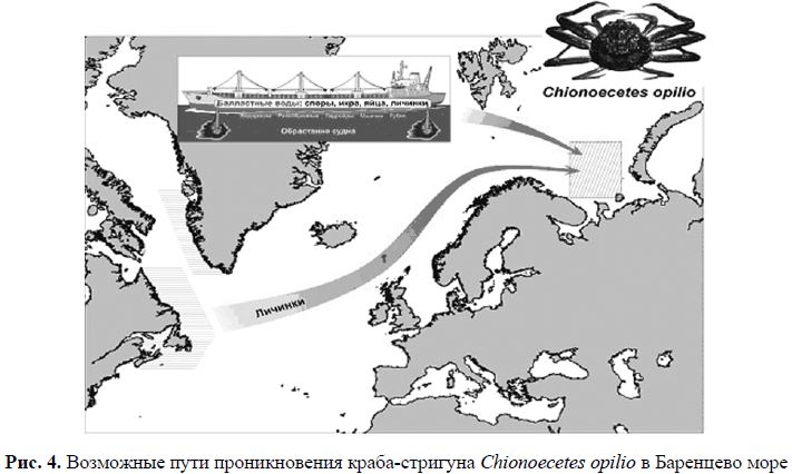 Рис. 4. Возможные пути проникновения краба-стригуна Chionoecetes opilio в Баренцево море
