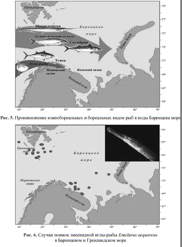 Рис. 5. Проникновение южнобореальных и бореальных видов рыб в воды Баренцева моря