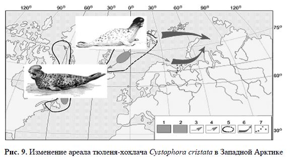 Рис. 9. Изменение ареала тюленя-хохлача Cystophora cristata в Западной Арктике