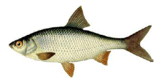 Рыба Плотва