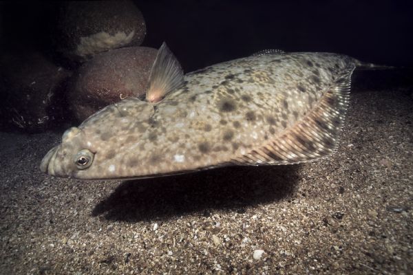 Палтус Белокорый - рыба Баренцева моря