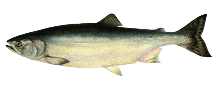 Горбуша - новая рыба Баренцева моря