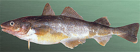 Северная навага – рыба Баренцева моря