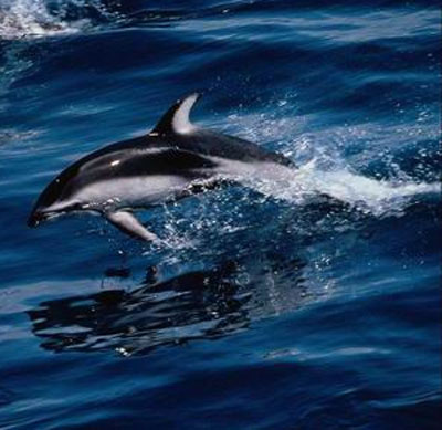 Атлантический белобокий дельфин редкий вид в Баренцевом море