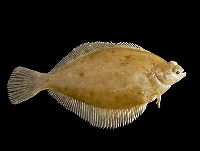 Рыба ершоватка или рыба лиманда