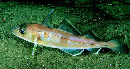 Haddock fish