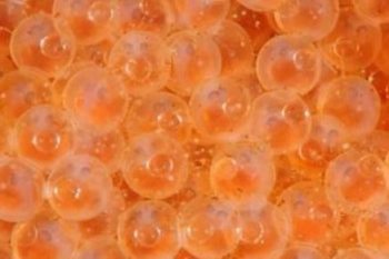 Lumpfish caviar